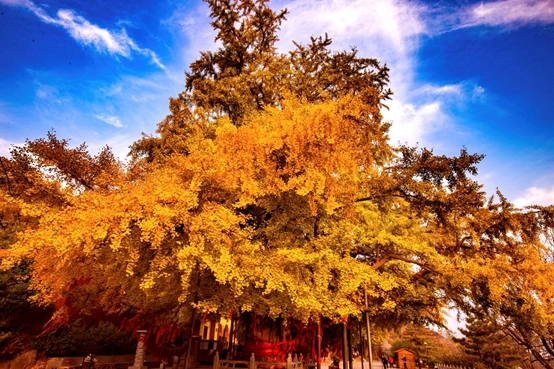 银杏树的种植方法
