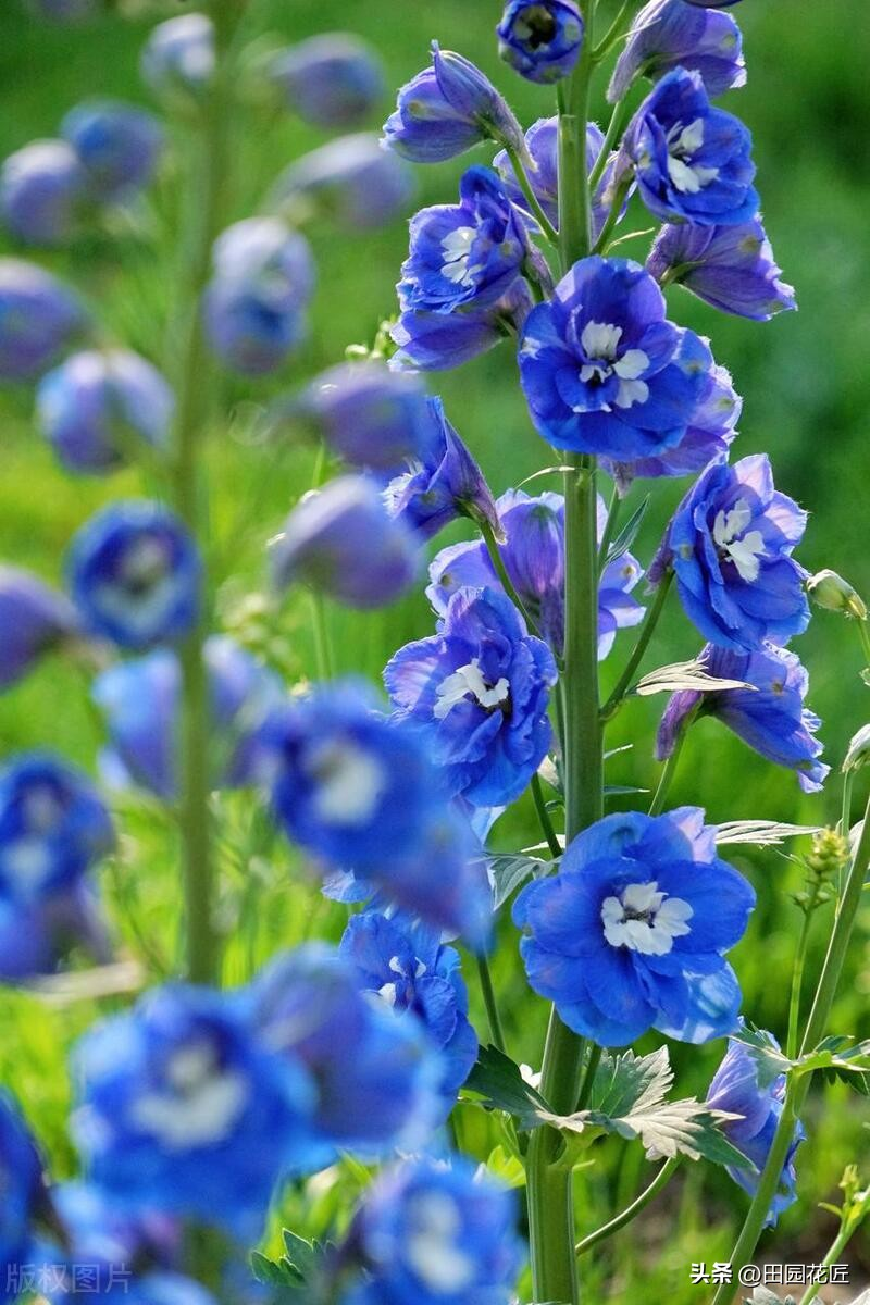 飞燕草的种植方法