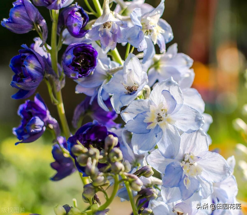 飞燕草的种植方法