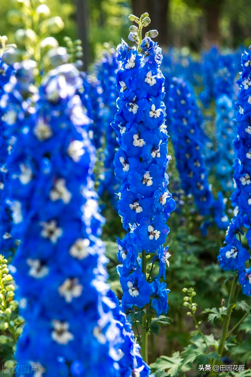 飞燕草的种植方法
