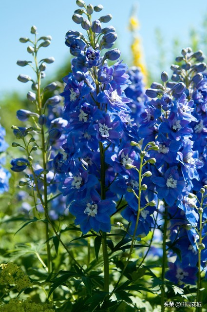 飞燕草的种植方法