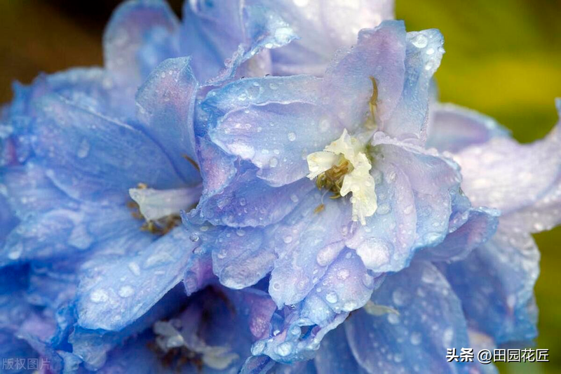 飞燕草的种植方法