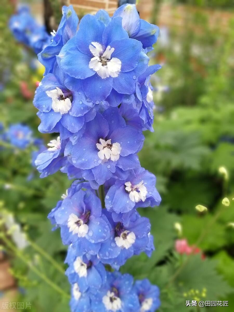 飞燕草的种植方法