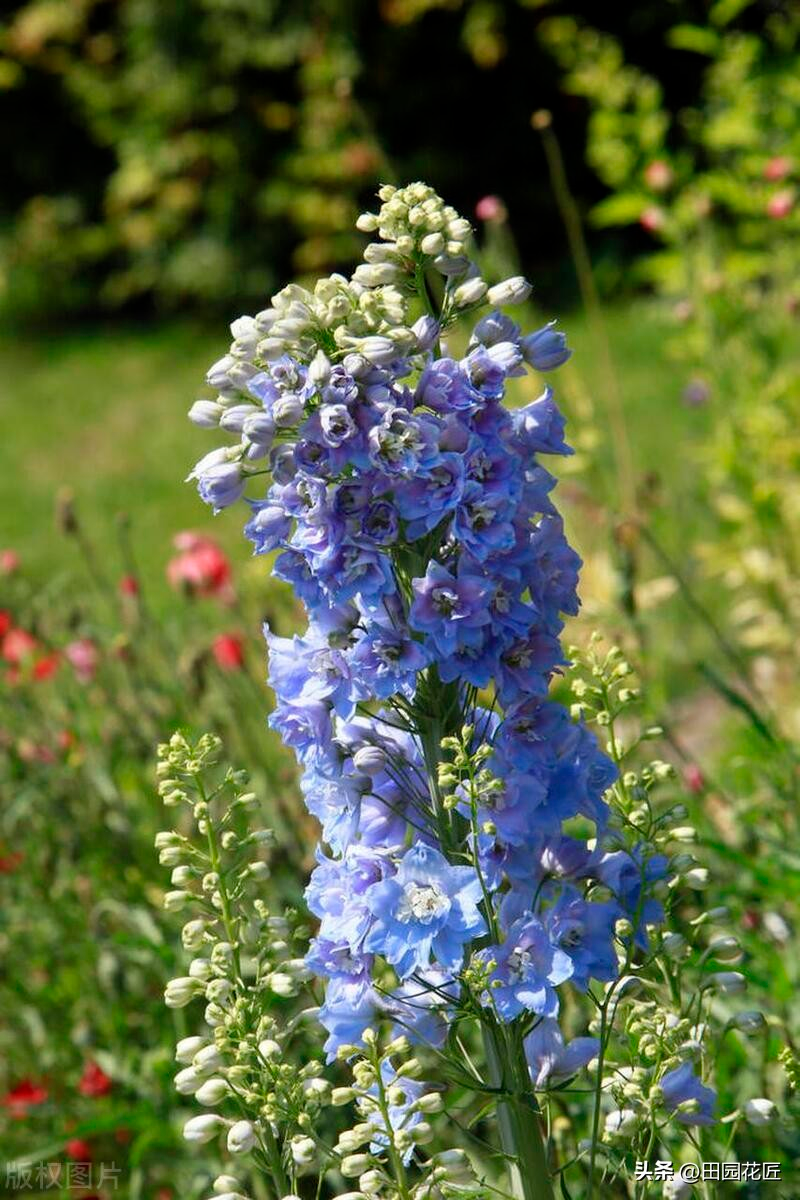 飞燕草的种植方法
