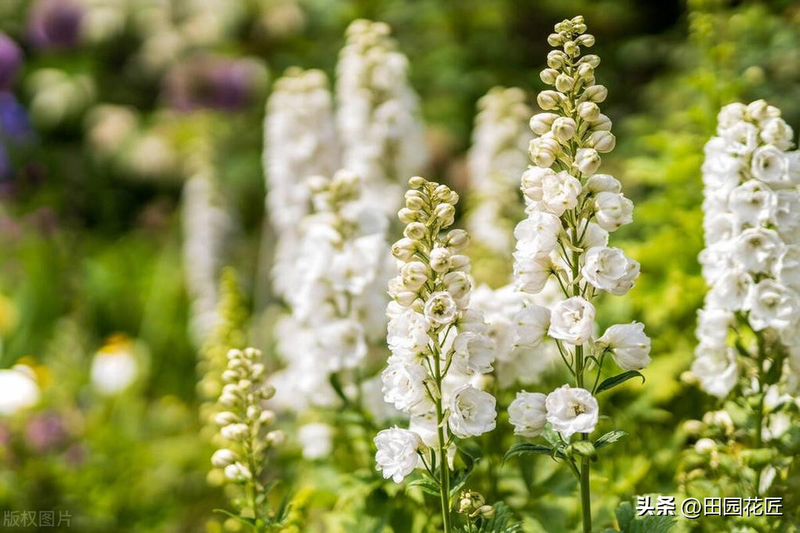 飞燕草的种植方法