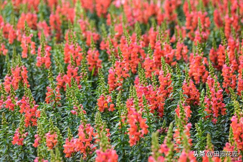 飞燕草的种植方法