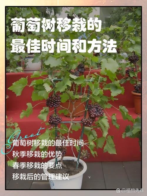 葡萄种植技术大全