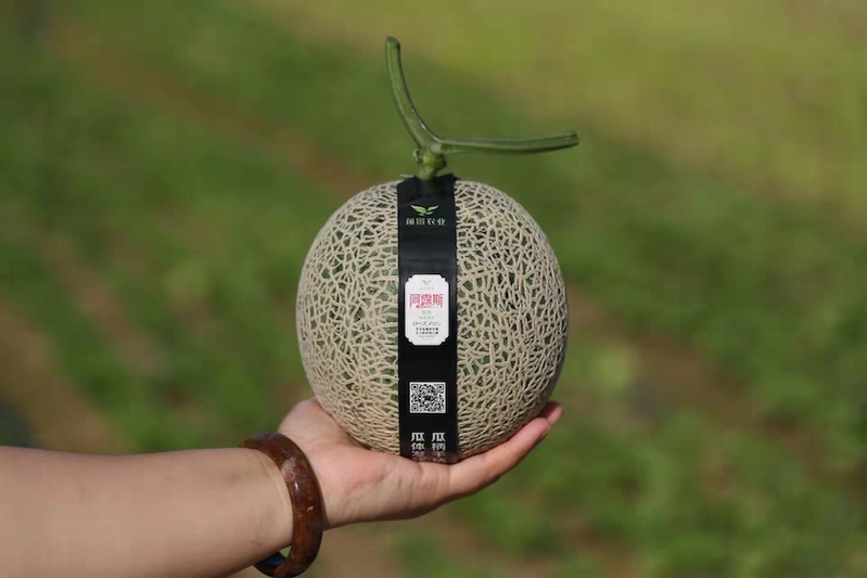 海南哈密瓜种植技术