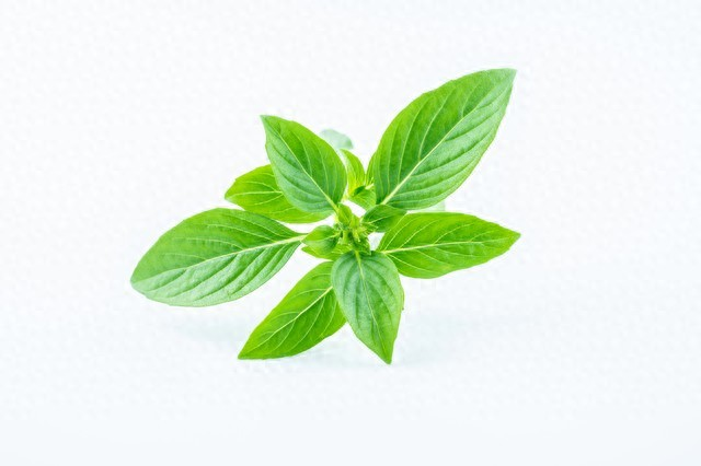 迷迭香盆栽种植方法