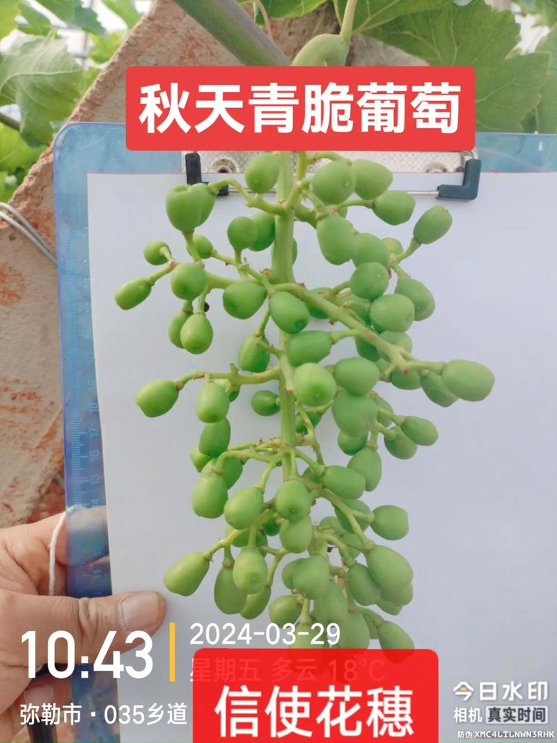 葡萄种植技术大全
