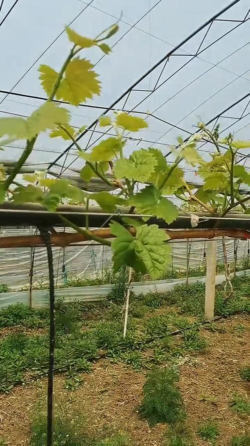 葡萄种植技术大全