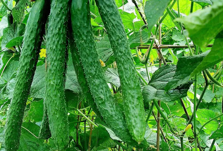 黄瓜种植技术