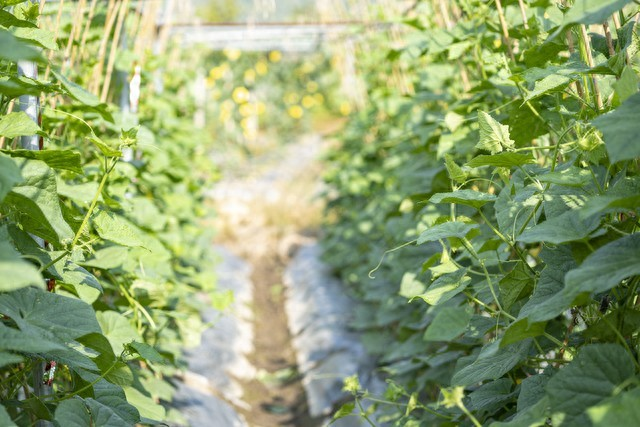 黄瓜种植技术