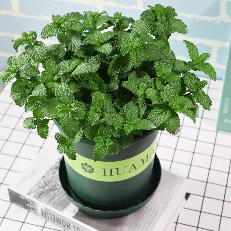 家庭最适宜种植的5款盆栽草药