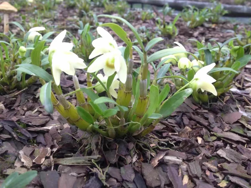 迷迭香盆栽种植方法