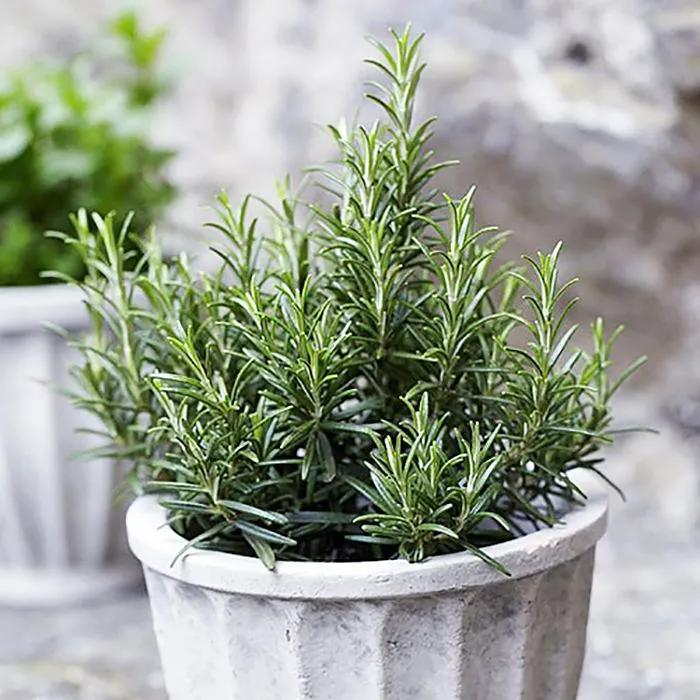 迷迭香盆栽种植方法