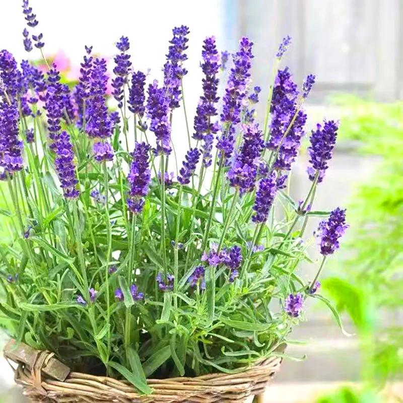 迷迭香盆栽种植方法