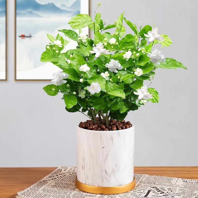 迷迭香盆栽种植方法