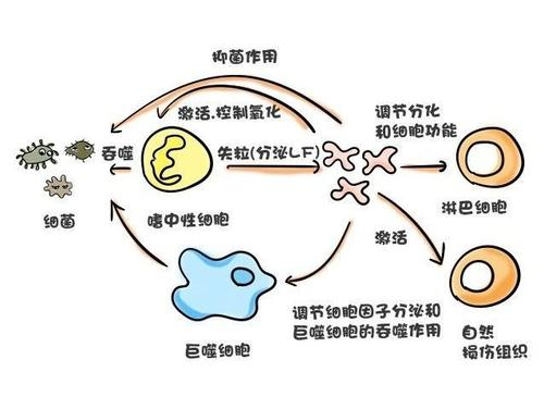 圣元早产儿奶粉价格