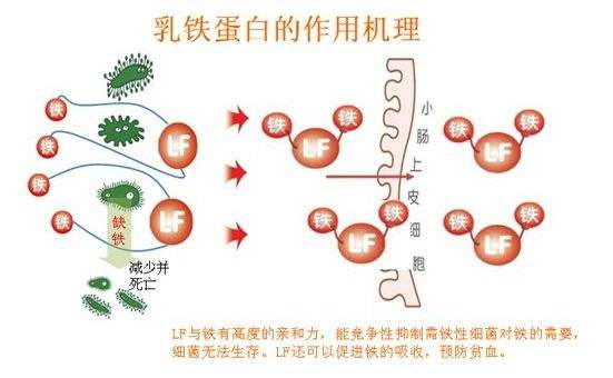 圣元早产儿奶粉价格