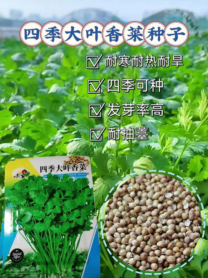 四季香菜的种植方法