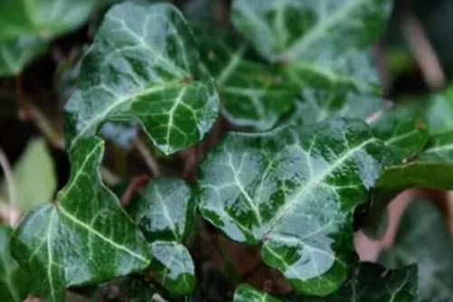 常春藤图片及养殖方法