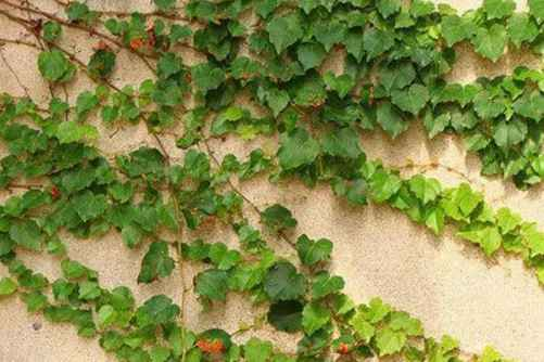 常春藤图片及养殖方法