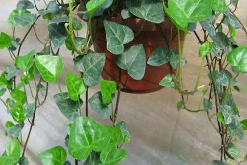 常春藤图片及养殖方法