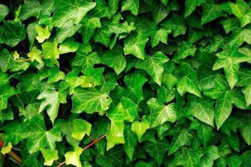 常春藤图片及养殖方法