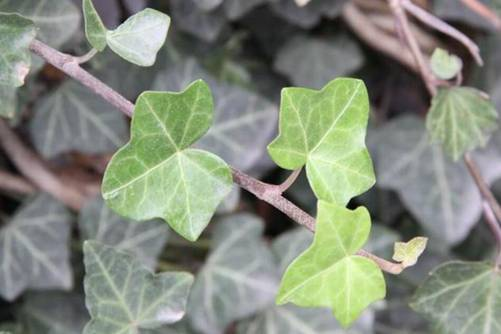 常春藤图片及养殖方法