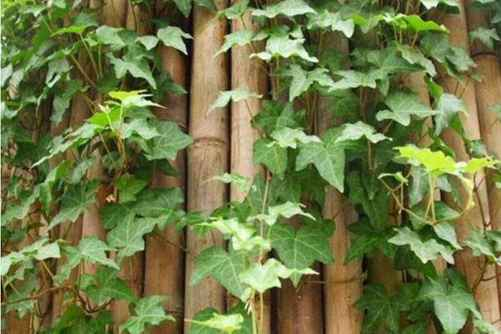 常春藤图片及养殖方法