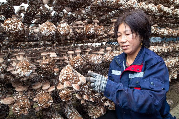 West canyon dried mushrooms - weekly