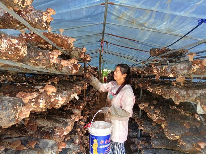 West canyon dried mushrooms - weekly