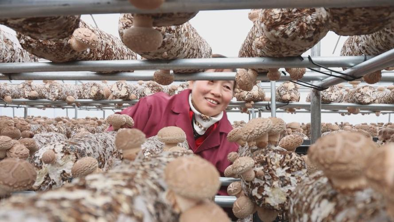 West canyon dried mushrooms - weekly