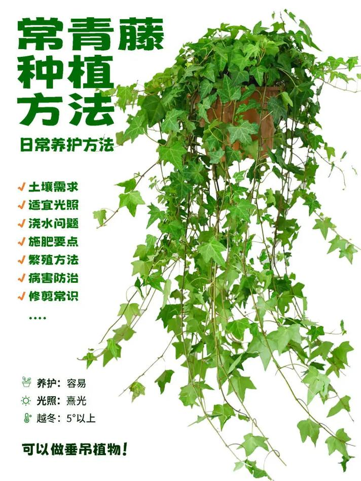Ivy picture and farming methods