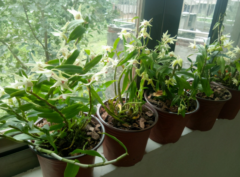 The family of the stone growing method