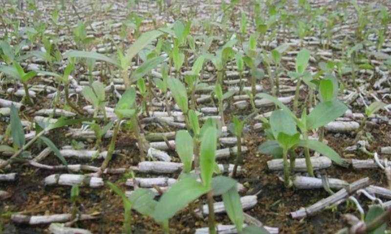 The family of the stone growing method