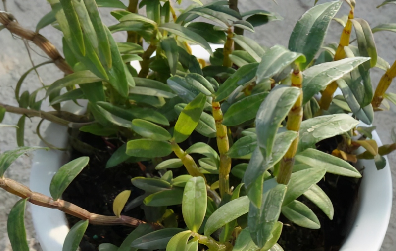 The family of the stone growing method