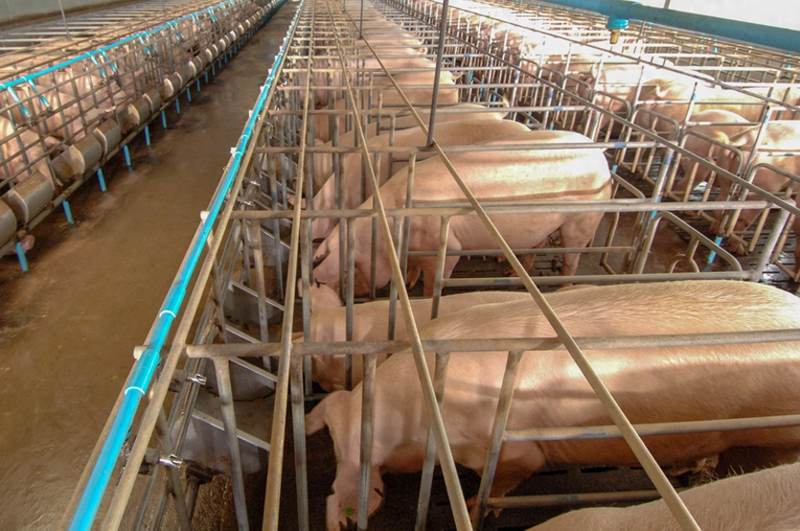 Cost of 150 pig farming models