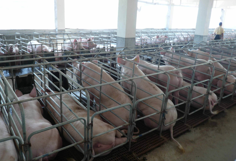 Cost of 150 pig farming models