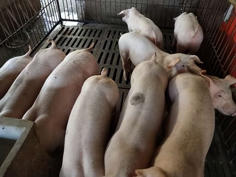 Cost of 150 pig farming models