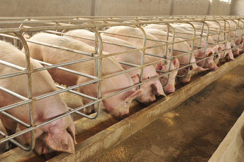 Cost of 150 pig farming models