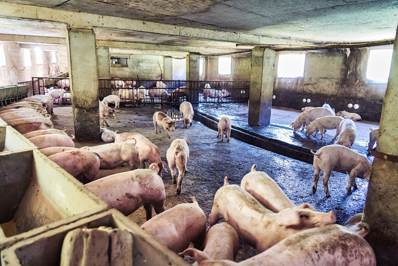 Cost of 150 pig farming models