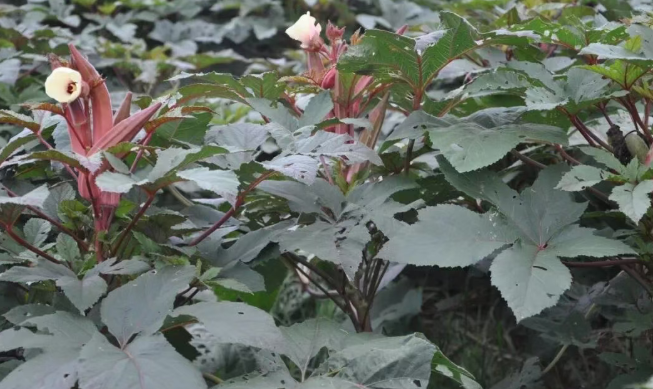 The way the sunflower is grown