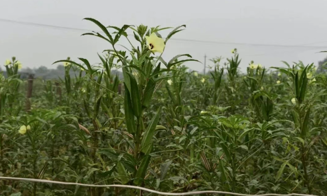 The way the sunflower is grown