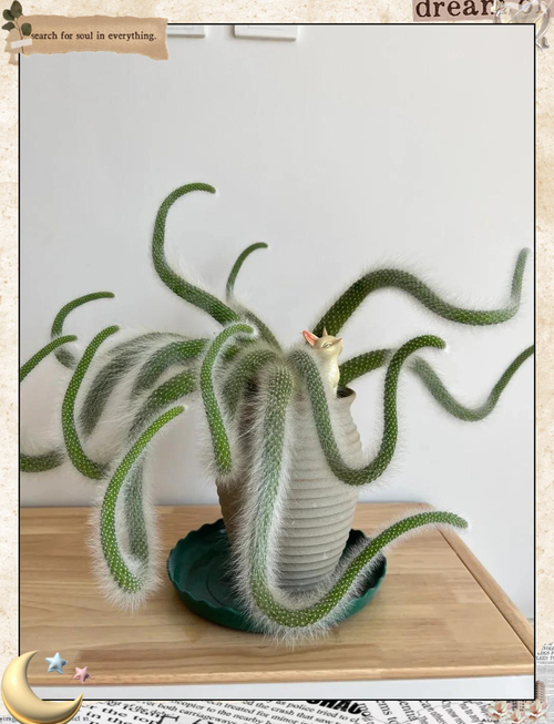 How do you grow cactus