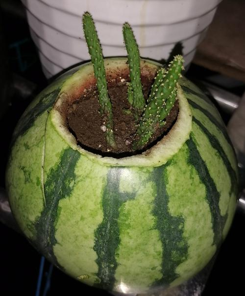 How do you grow cactus