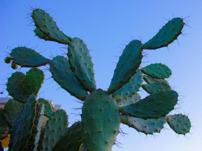 How do you grow cactus