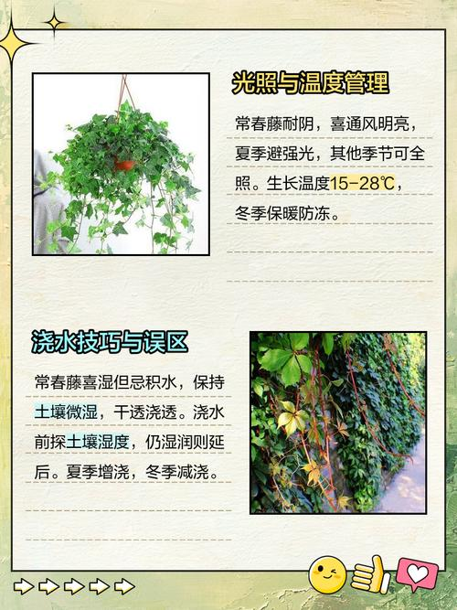 常春藤图片及养殖方法