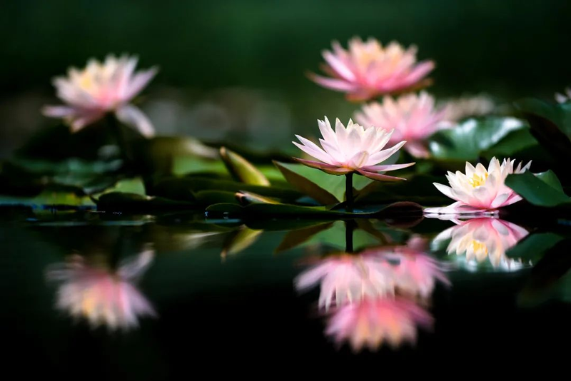 The method of planting sleeping lotus